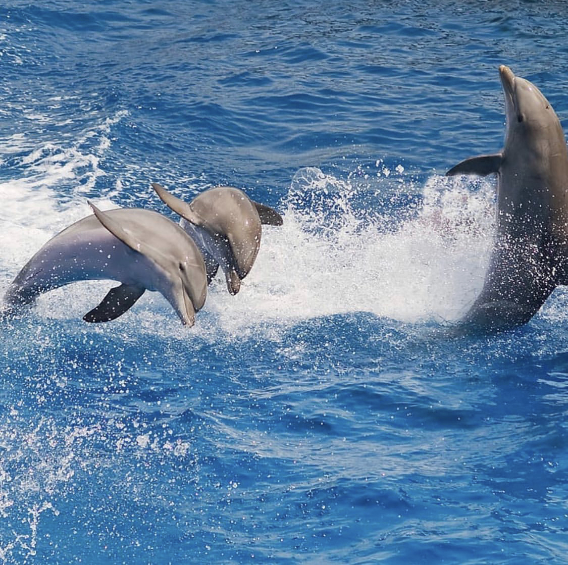 Морская экскурсия в бухту дельфинов